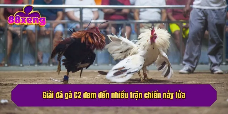 Giải đá gà C2 đem đến nhiều trận chiến nảy lửa