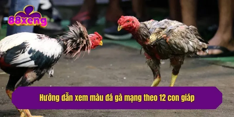 Hướng dẫn xem màu đá gà mạng theo 12 con giáp
