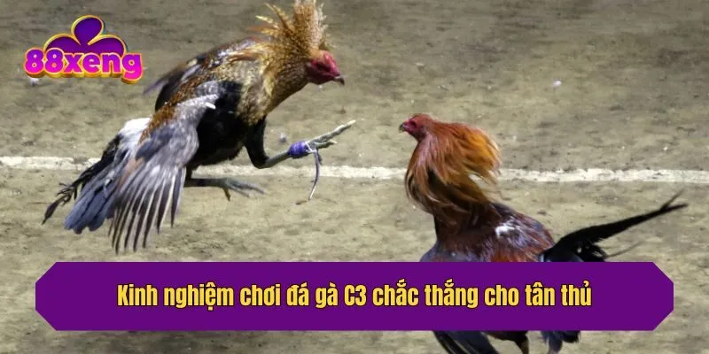 Kinh nghiệm chơi đá gà C3 chắc thắng cho tân thủ