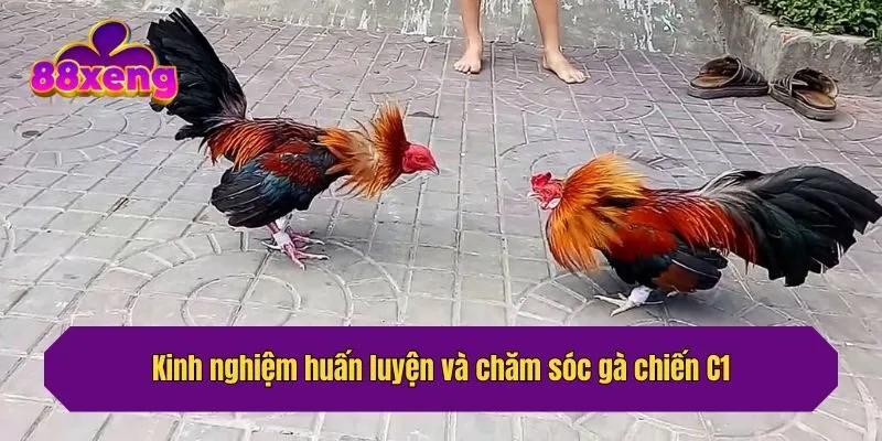Kinh nghiệm huấn luyện và chăm sóc gà chiến C1