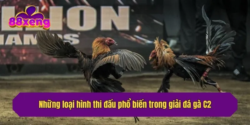 Những loại hình thi đấu phổ biến trong giải đá gà C2